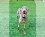 Small #1 Weimaraner