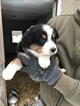 Small Photo #7 Australian Shepherd Puppy For Sale in CANTON, OH, USA