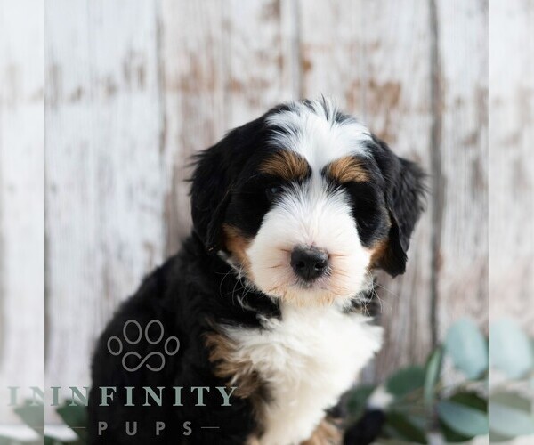 Medium Photo #5 Bernedoodle (Miniature) Puppy For Sale in SUNBURY, PA, USA