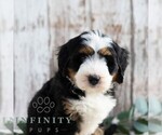 Small #4 Bernedoodle (Miniature)