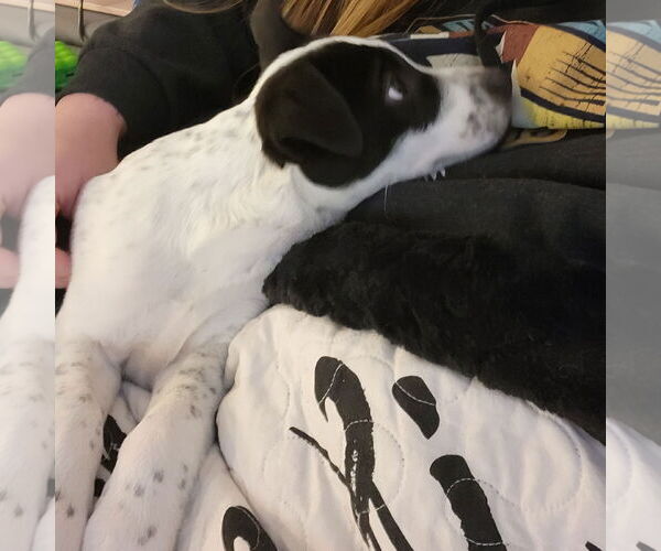 Medium Photo #11 American Pit Bull Terrier-Unknown Mix Puppy For Sale in Fargo, ND, USA