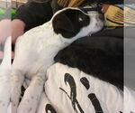 Small #10 American Pit Bull Terrier Mix