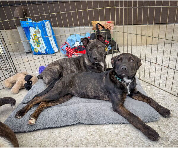 Medium Photo #12 Mutt Puppy For Sale in San Diego, CA, USA