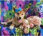 Small Photo #4 Shiba Inu Puppy For Sale in OXFORD, PA, USA