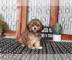 Poodle (Miniature) Puppy for sale in NAPLES, FL, USA