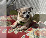 Small Photo #7 Chihuahua Puppy For Sale in Attalka, AL, USA