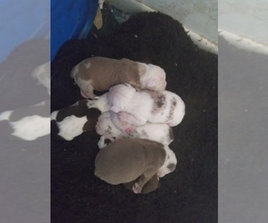 Olde English Bulldogge Puppy for sale in BAKER CITY, OR, USA