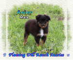 Small #1 Miniature Australian Shepherd