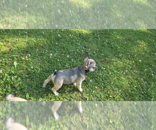 Medium Photo #5 French Bulldog Puppy For Sale in MAPLETON, ME, USA