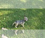 Small #4 French Bulldog