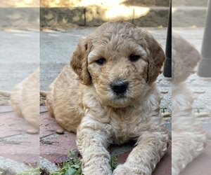 Goldendoodle Puppy for sale in CASTRO VALLEY, CA, USA