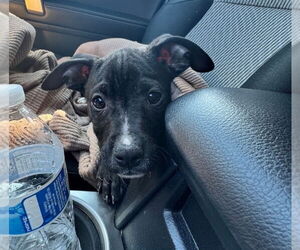 American Pit Bull Terrier-American Staffordshire Terrier Mix Dogs for adoption in Chester, VA, USA