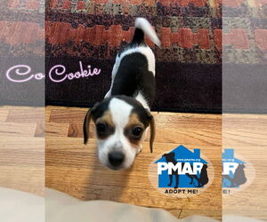 Rat Terrier Dogs for adoption in Binghamton, NY, USA