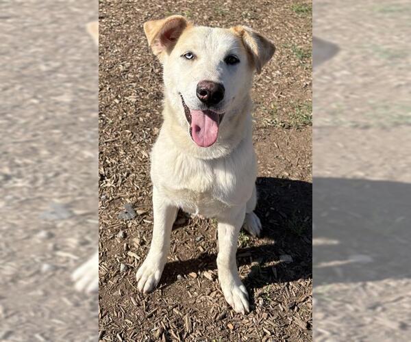 Medium Photo #1 Labrador Retriever-Unknown Mix Puppy For Sale in Visalia, CA, USA