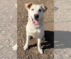 Labrador Retriever-Unknown Mix Dogs for adoption in Visalia, CA, USA
