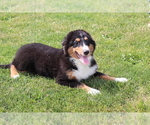 Small Bernese Mountain Dog-Collie Mix