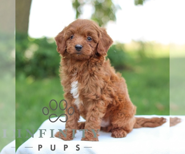 Medium Photo #3 Goldendoodle (Miniature) Puppy For Sale in LITITZ, PA, USA