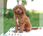 Small #2 Goldendoodle (Miniature)