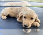 Image preview for Ad Listing. Nickname: Litter of 9
