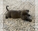 Small #23 American Bully