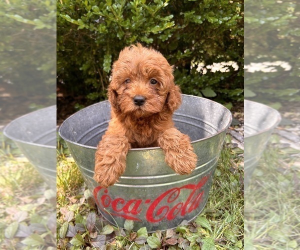 Medium Photo #4 Goldendoodle (Miniature) Puppy For Sale in MIDDLEBURY, IN, USA