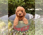 Small #3 Goldendoodle (Miniature)