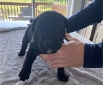 Small #54 Cane Corso