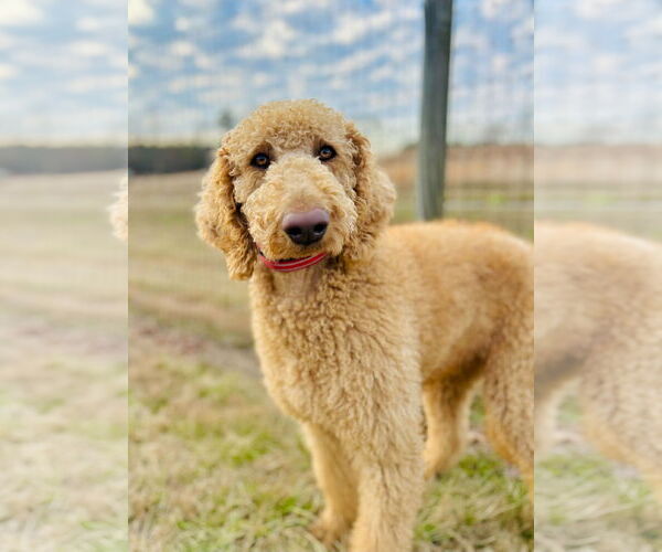 Medium Photo #4 Poodle (Standard) Puppy For Sale in Pacolet, SC, USA