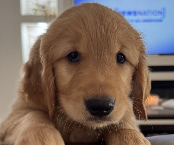 Medium Photo #2 Golden Retriever Puppy For Sale in ORLANDO, FL, USA