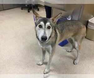 Siberian Husky Dogs for adoption in Riverside, CA, USA