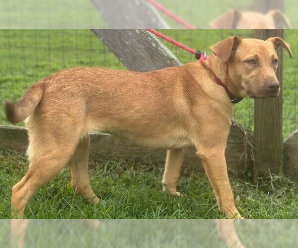 Medium Photo #6 Retriever -Unknown Mix Puppy For Sale in Newfoundland, PA, USA