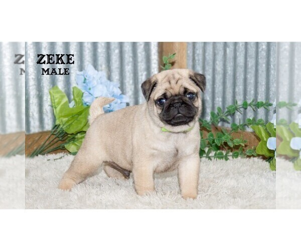 Medium Photo #34 Pug Puppy For Sale in CLARE, MI, USA