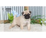 Small #33 Pug