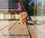 Small Photo #20 Golden Retriever Puppy For Sale in RAEFORD, NC, USA
