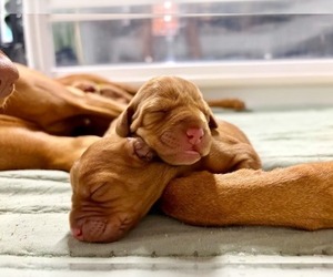 Vizsla Puppy for sale in ADEL, IA, USA