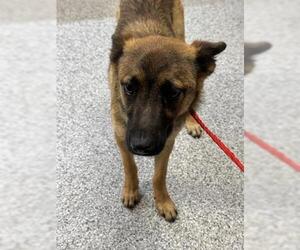 German Shepherd Dog-Unknown Mix Dogs for adoption in Houston, TX, USA