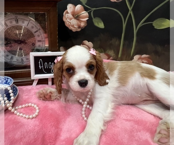 Medium Photo #4 Cavalier King Charles Spaniel Puppy For Sale in ABILENE, TX, USA