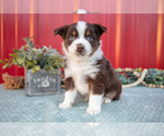 Small #1 Miniature Australian Shepherd