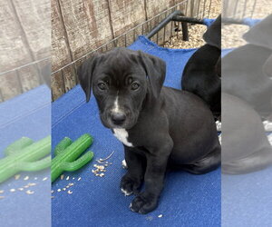 Boxador Dogs for adoption in Bolivar, MO, USA