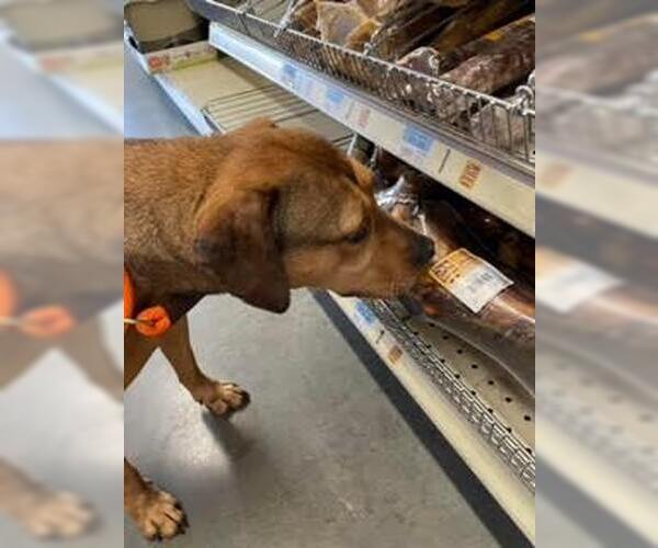 Medium Photo #8 Mutt Puppy For Sale in Thomasville, NC, USA