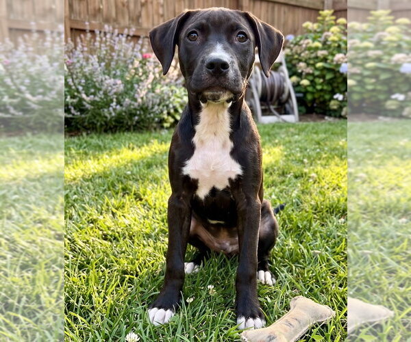 Medium Photo #3 Labrador Retriever-Unknown Mix Puppy For Sale in Grovertown, IN, USA