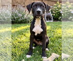 Small #2 Labrador Retriever Mix