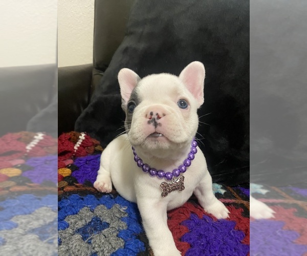 Medium Photo #7 French Bulldog Puppy For Sale in SANTA CRUZ, CA, USA