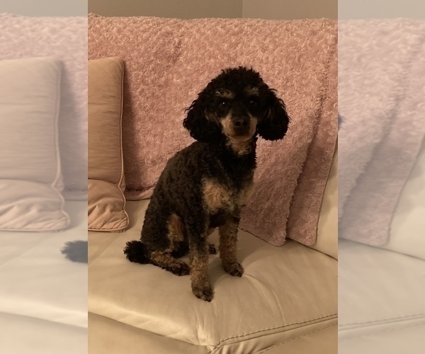 Medium Photo #1 Poodle (Miniature) Puppy For Sale in APPLE CREEK, OH, USA