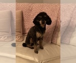 Small Photo #1 Poodle (Miniature) Puppy For Sale in APPLE CREEK, OH, USA