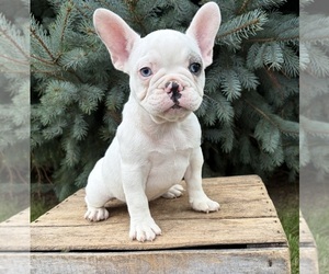 French Bulldog Puppy for sale in MIDDLEBURY, IN, USA