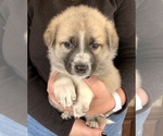 Small Photo #7 German Shepherd Dog-Siberian Husky Mix Puppy For Sale in COTTONTOWN, TN, USA