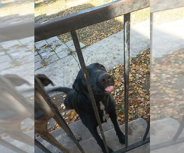 Medium Photo #1 Labrador Retriever Puppy For Sale in San Antonio, TX, USA