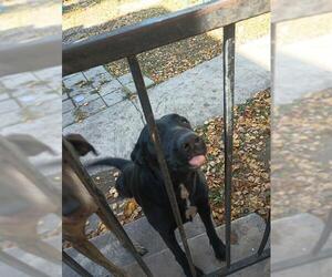 Labrador Retriever Dogs for adoption in San Antonio, TX, USA