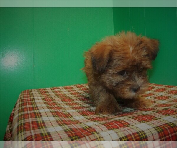 Medium Photo #1 Shorkie Tzu Puppy For Sale in PATERSON, NJ, USA